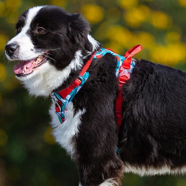 

dog collars & leashes tactical training harness reflective soft small vest medium-sized dogs running pet supplies