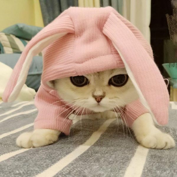 

cat costumes for the autumn winter of teddy commanding, send small puppies pet clothes hoodie