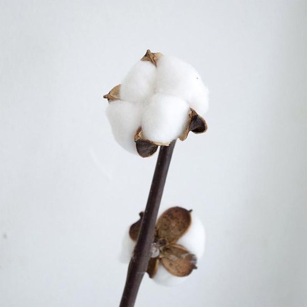

decorative flowers & wreaths 1 bouquet real dried cotton dry natural plants women gift wedding decoration home decals making craft diy acces