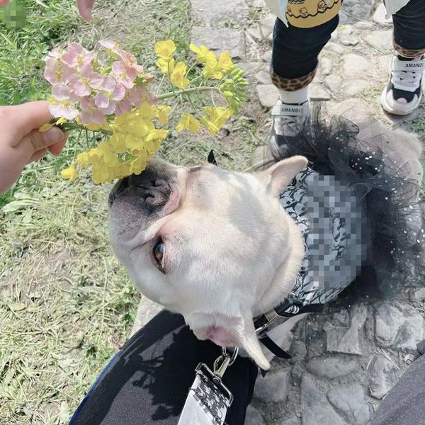 

dog cloth princs dog skirt spring and summer korean cute fado