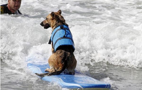 

dog apparel life vest summer printed pet jacket safety clothes dogs swimwear pets swimming suit supplies