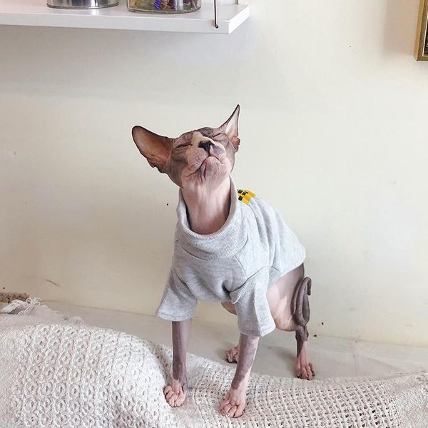 

cat costumes spring clothes steefan sport style pets devin sphinx sweater dog