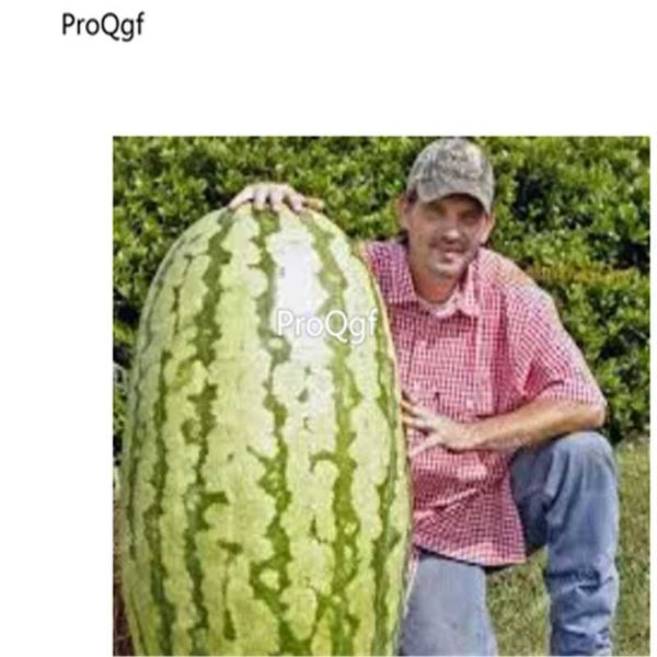 

prodgf 500pcs a set watermelon party favor