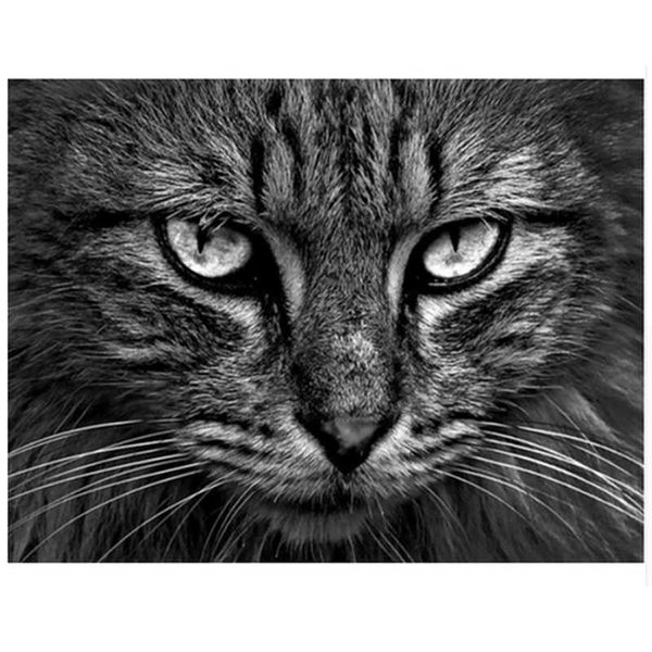

paintings painting by numbers cat animal canvas frame 40x50 diy kits acrylic paint for adults coloring home decoration wall art