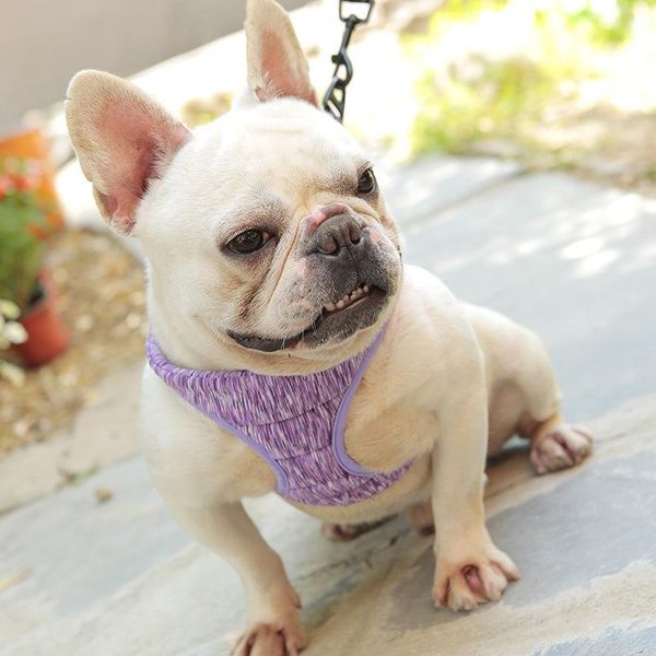 

dog apparel vest-style pet chest back method fighting small and medium type strap