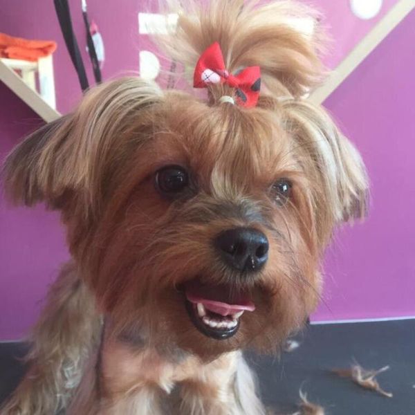 

dog apparel 10pcs christmas pet hair flower clips teddy cat bowknot elastic bows holiday party accessories random