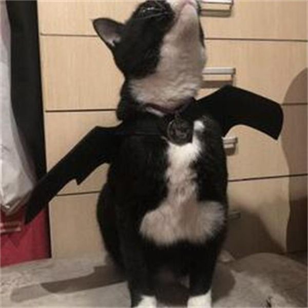 

cat costumes pet dog bat wing cosplay prop halloween dress costume outfit wings po props headwear