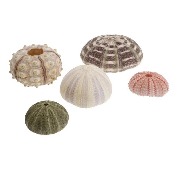 

novelty items 5pcs urchin shell plant holder deskdecor succulent pot