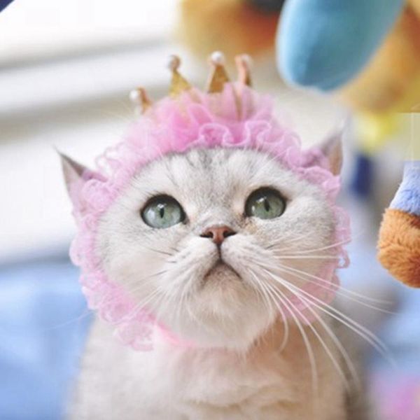 

beautiful cat hat pet hair accessories birthday tiara kitten costumes
