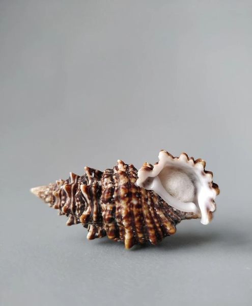 

novelty items naturally selected collectibles, superb rare conch, spiny crab and snail