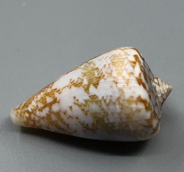 

novelty items natural collection rare boutique conch carpet