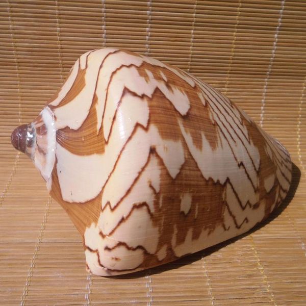 

novelty items large conch shell landscape mediterranean home decoration aquarium
