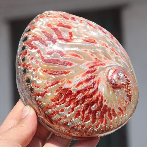

novelty items polished natural conch shells large bright red decoration box window abalone containing material hom p8a1