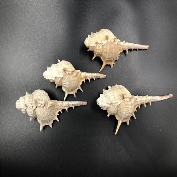 

novelty items 1pcs about 10cm natural shell necklace jewelry bracelet home decoration nautical crafts diy craft decorative accessories
