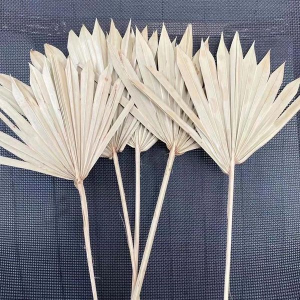 

decorative flowers & wreaths 12~18cm*40cm palmblad gedroog dried natural palm leaves,dry fan,wedding party art wall hanging decoration arch