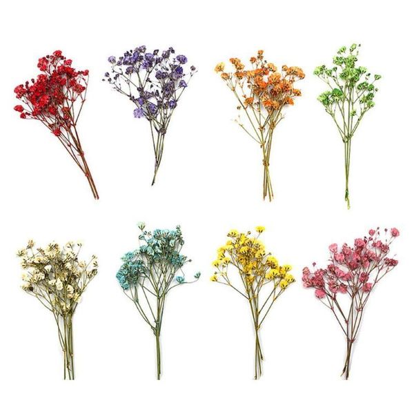 

decorative flowers & wreaths 12pcs mini 4-9cm dried pressed baby's breath flower natural common gypsophila paniculata bouquet pography