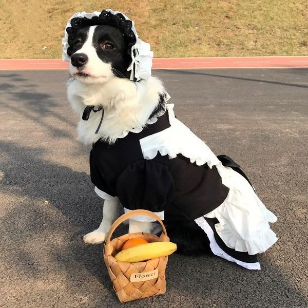 

dog apparel pet maid outfit large clothes medium and cosplay suit samoyed border collie labrador accessories