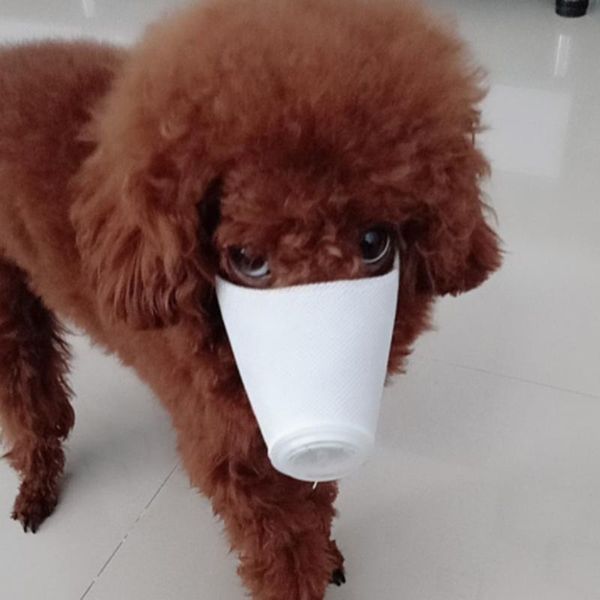 

anti-fog dog puppy mouth pet adjustable muzzle for small labrador apparel