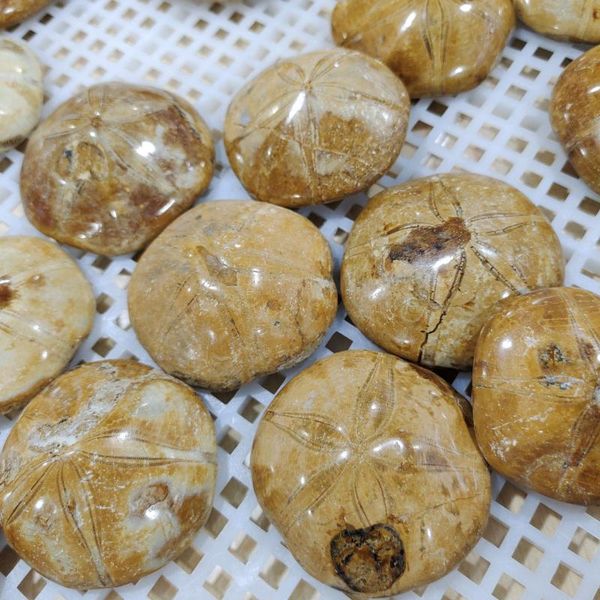 

natural starfish fossil crystal specimen decorative objects & figurines