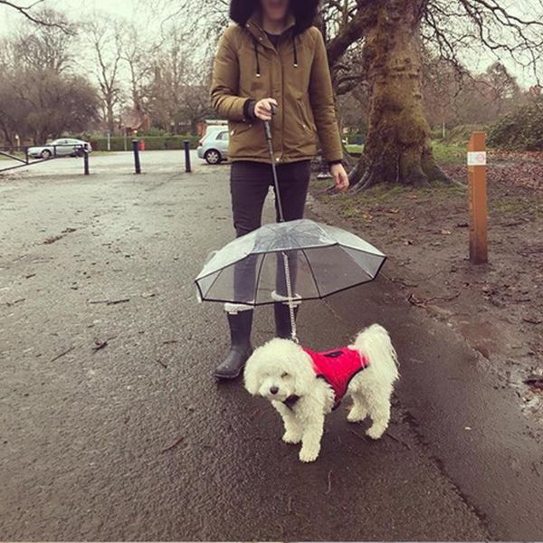 

transparent pet umbrella dog products factory direct assembled walking leash on rainy day collars & leashes