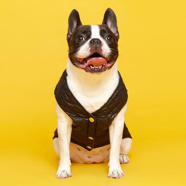 

medium- large dog coats cotton-filled sleeveless jacket autumn and winter bottoming vest accessories clothes apparel