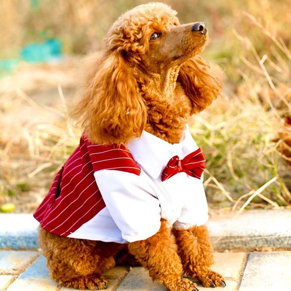

dog apparel handsome pet wedding party costume for small dogs summer puppy tuxedo evening dress poodle yorkies clothes cat clothing