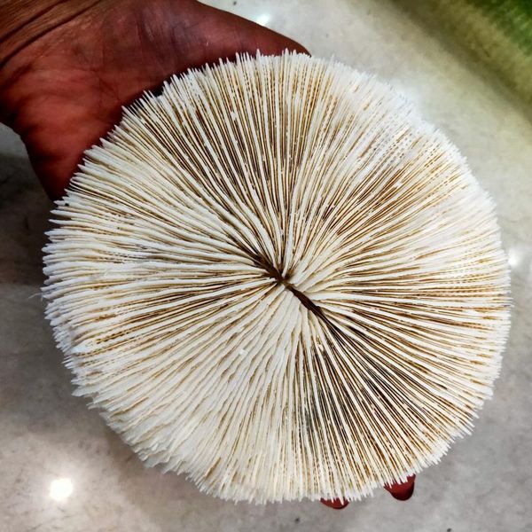 

decorative objects & figurines 1pcs 100% natural coral sea plant ornament aquarium decoration family garden