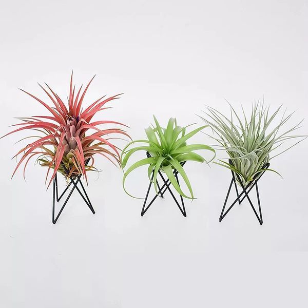 

planters & pots air plant holder baskets flowerpot macrame indoor wall hanging planter basket
