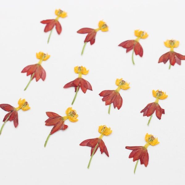 

blood-flower milkweed pressed flowers for resin natural dried flower jewelry making soap and candle 12pcs/bag decorative & wreaths1