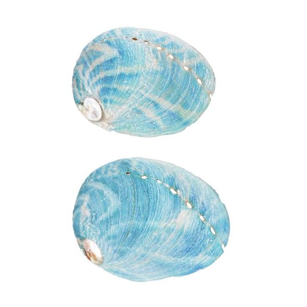 

novelty items 10pcs natural abalone shell large sea shells nautical decor soap landscape fish diy aquarium wedding dish tank home