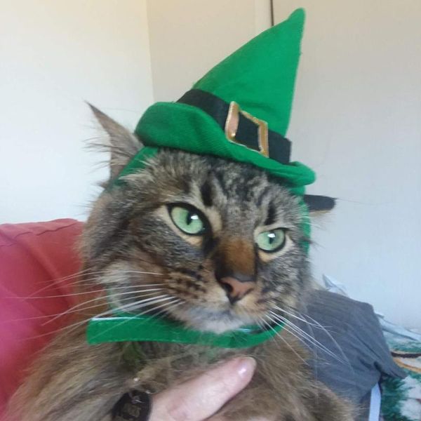 

cat costumes halloween pet christmas supplies green pointed hat accessories