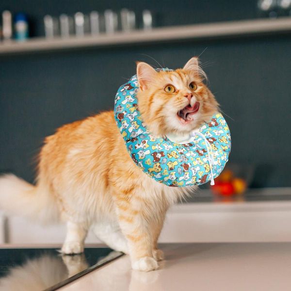 

cat collars & leads pet elizabethan collar practical recovery premium