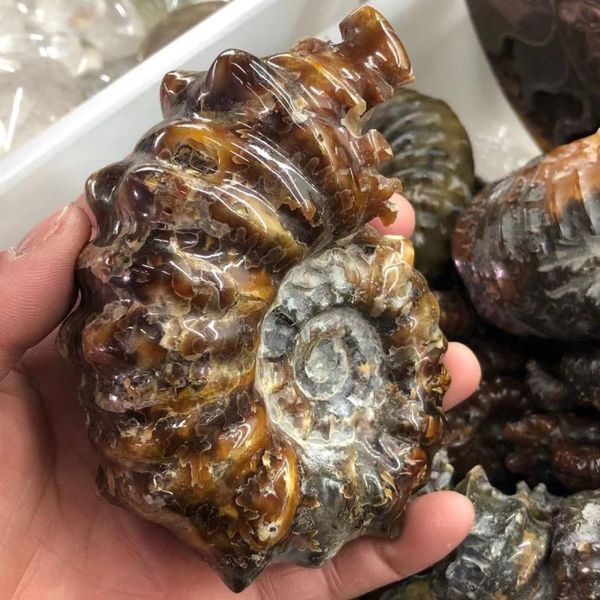 

natural sheep horn snail, fossil, after a long time of formation, healing decorative objects & figurines