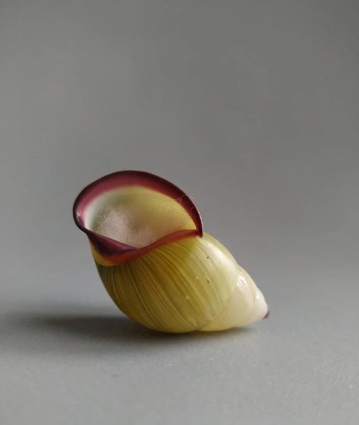 

novelty items natural selection super rare collectible snail