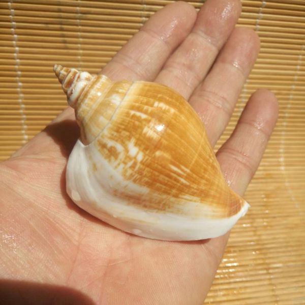 

natural conchas shells birthday gifts cowrie decor aquarium d coration nautical home novelty items