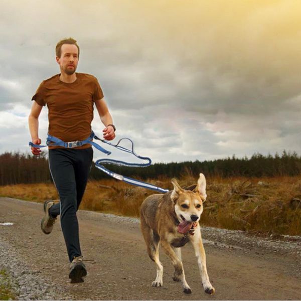 

dog collars & leashes leash hands pet running jogging padded waist belt reflective strip elastic walking training