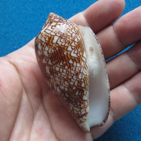 

novelty items 7.27cm brocade conch rare collection home decoration