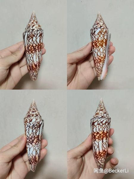 

novelty items 15.28cm ocean glory cono subspecies is a very rare collection