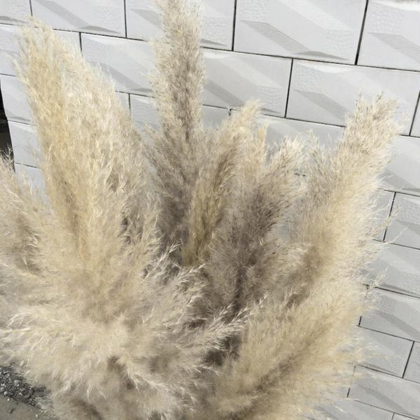 

decorative flowers & wreaths 50 pcs pampas grass dried dry reed decor wedding bunch natural plants home decore phragmites fake