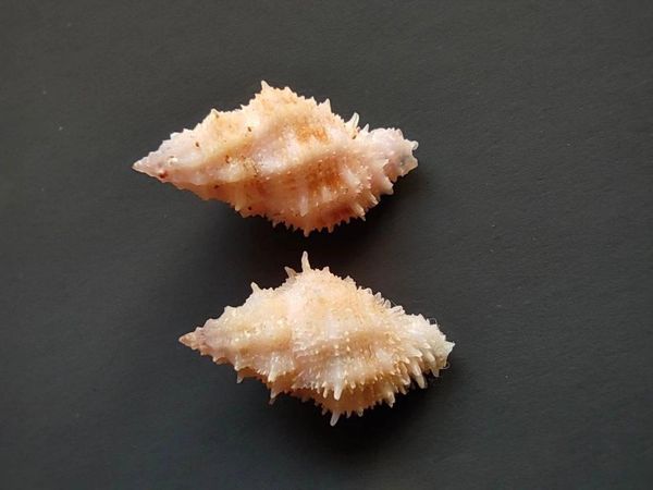 

novelty items natural selection, collection, rare conch