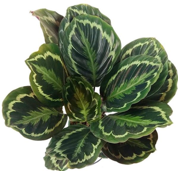 

2021 50 pcs caladium seeds of perennial flower garden potted seeds thailand caladium diy home garden bonsai plant seeds, White