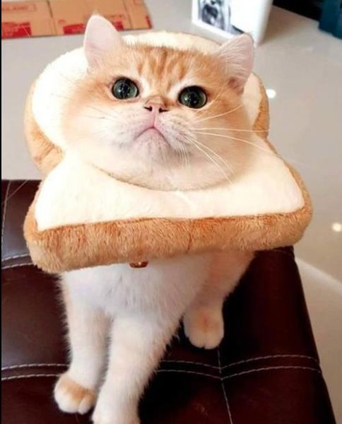 

funny pet puppy cats headwear toast headgear cute sice of bread headdresses hats dog cat cospay dressing up props