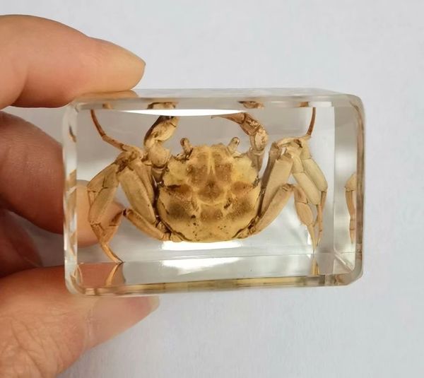 

fashion chic crab insect taxidermy embedding vogue paperweight, Silver