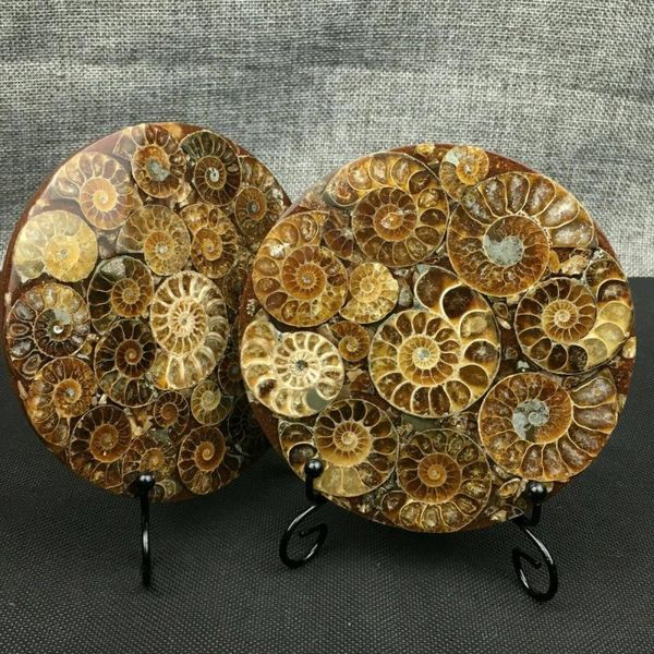 

1pcs natural ammonite shell fossil healing mineral reiki specimen art collection stone artifacts decorative objects & figurines