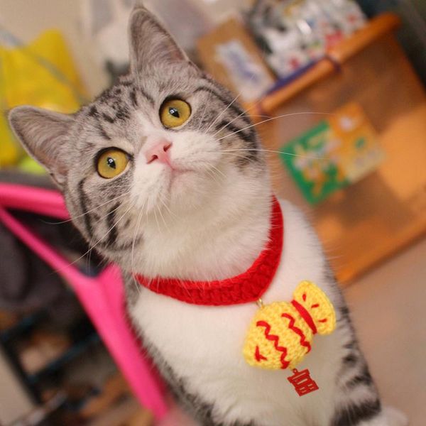 

cat collar collars & leads