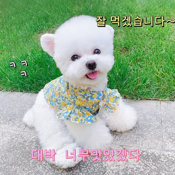 

dog apparel pet shirts summer clothes hawaiian shirt schnauzer bichon clothesing for small dogs girl couples cute costume