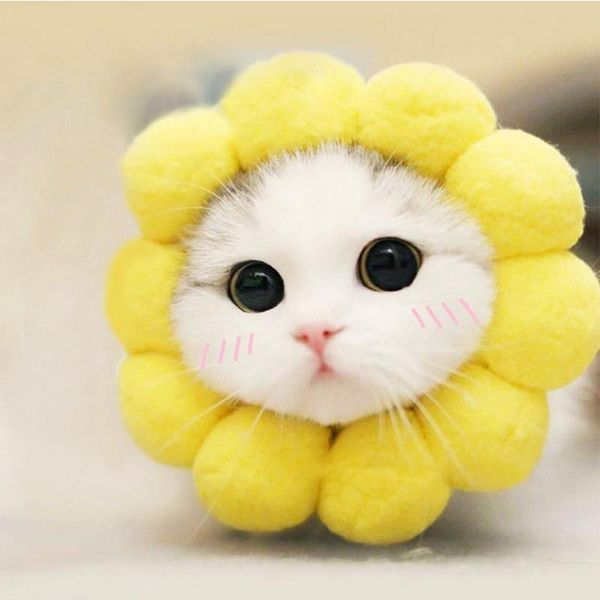 

dog apparel cute cartoon dogs cat hats accessories caps animals design warm head cap winter party clothing dressing