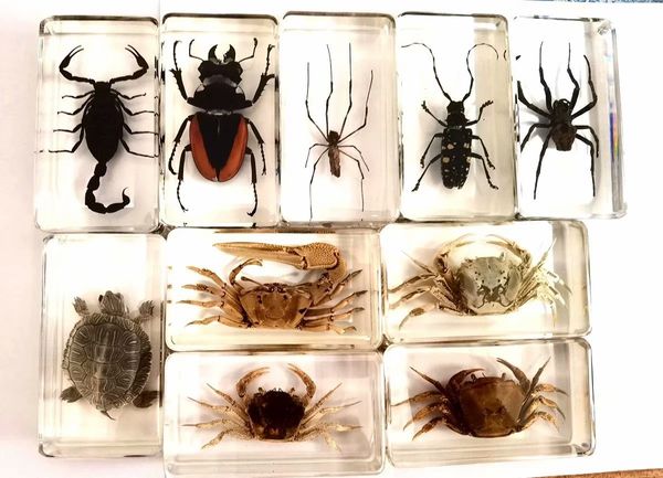 

10 pcs charming mixed real scorpion crab spider insect taxidermy embedding vogue paperweight, Silver