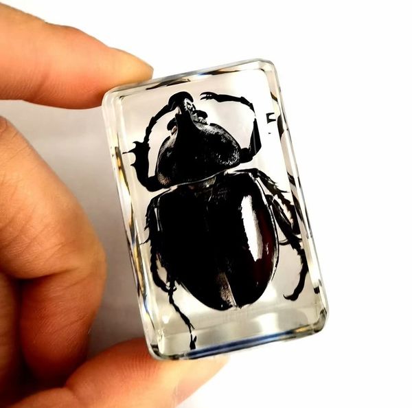 

fashion black beetle insect taxidermy embedding vogue paperweight, Silver