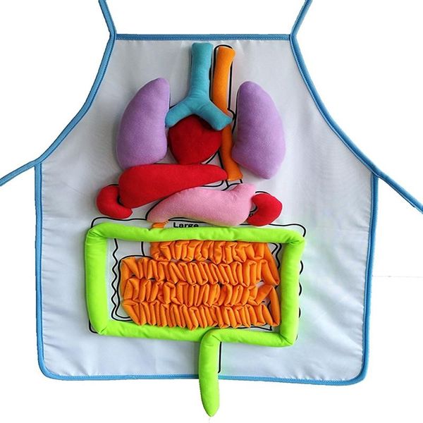 

bibs & burp cloths 1set educational toys for children anatomy apron human body organs adjustable feeding baby learning